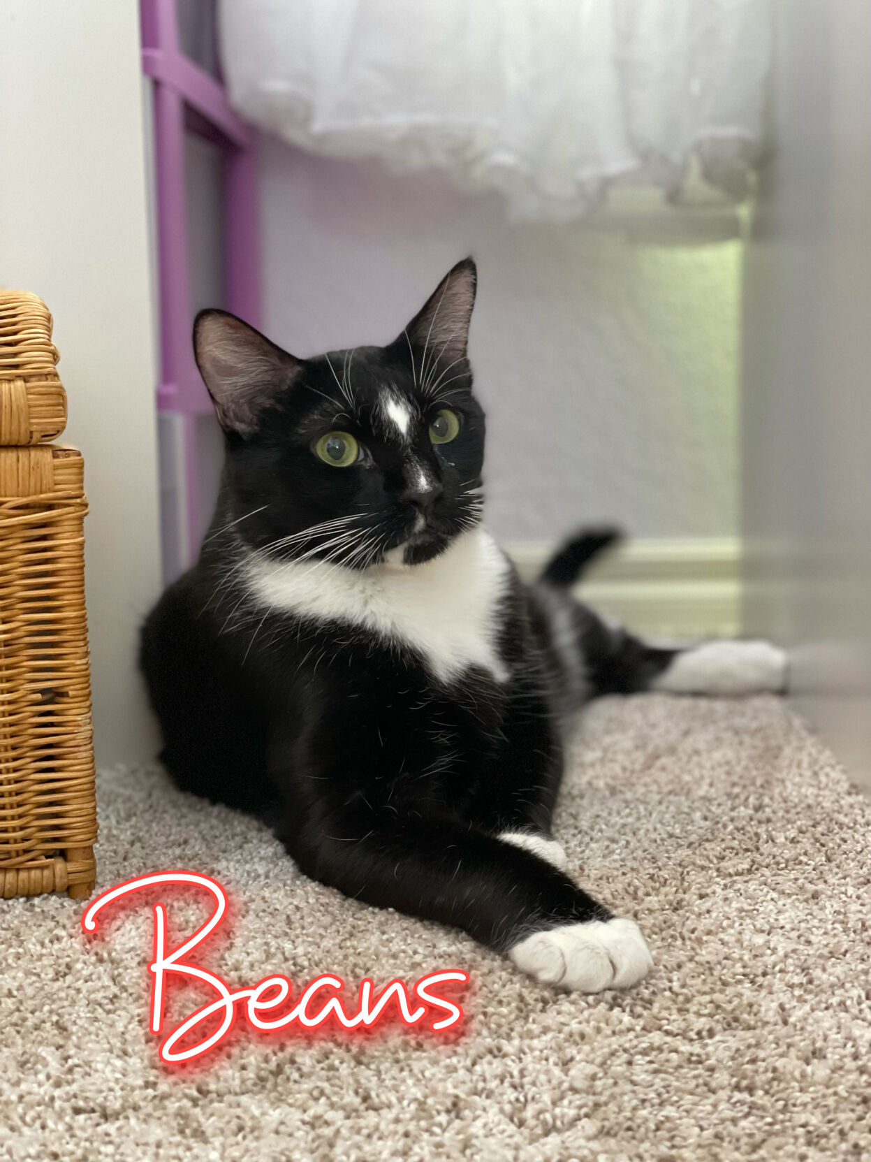 Beans